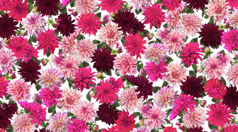 Chrysanthemum Floral Wallpaper